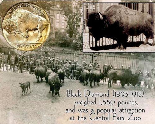 Moneda American buffalo oro